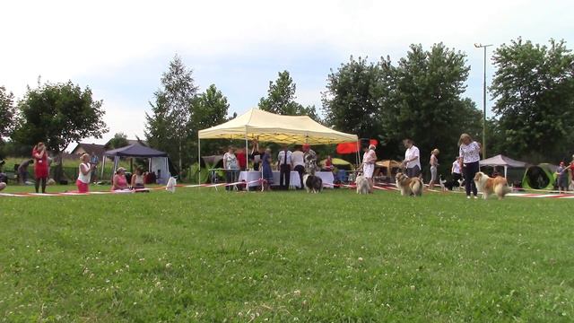 Only For Rough Collie Lovers, Club Winner Show, Fragments