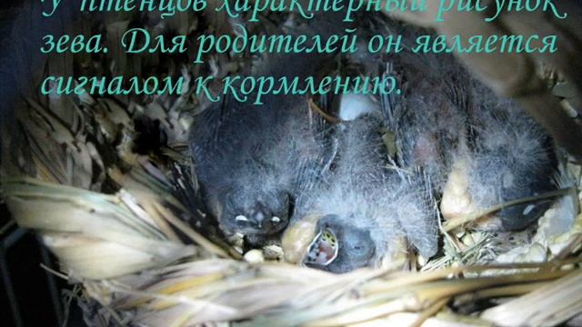 Размножение амадин 3 часть