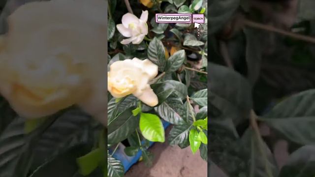 Gardenia | Rosal | WinterpegAngel #shortvideo
