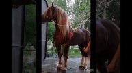 7 лет 180см в холке Совецкий тяж вес 1150,,,,ВОЗМОЖЕН ОБМЕН ЗОЛОТО,, АВТО, ВАЦАП 8965 987-19-97