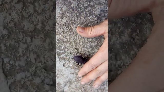 Крымская жужелица