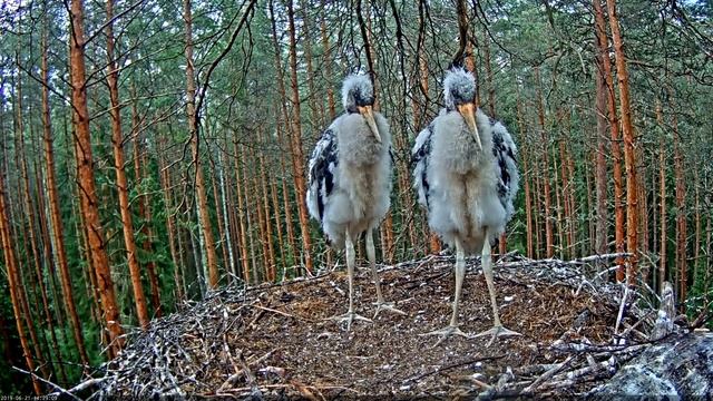 Black Stork Nest camera 2019 (long version with natural sounds)