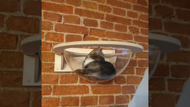 Лежанка для кошек, прозрачная, настенная, диаметр чаши 40 см, Sferoff