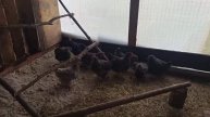 Нет ИНДЮКА нет ПЕТУХА а она СЕЛА?Наш птичий двор Индюки куры БРОЙЛЕРА Кормовые добавки для КОРОВЫ