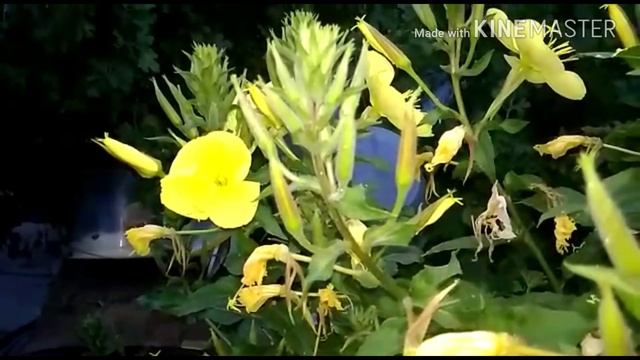 Энотера! Лунник. Как распускается ночной цветок!