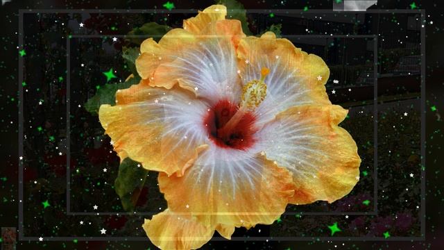 Various Artists - Эти розы для тебя  .... монтаж - Edvart