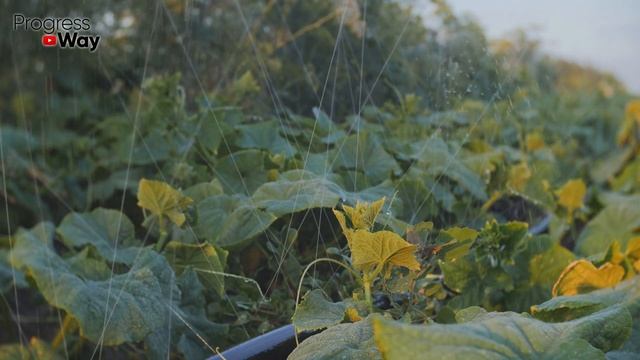 1 Ст. Ложка Под Куст Огурцов. Умножаем Завязь. До 100 Кг Урожая С Куста Делюсь Рецептом Подкормки!