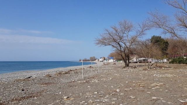 Лазаревское сегодня Сочи , искал КАМЕЛИЮ нашел БАМБУК))) Татьяна, я старался))) ГД "Лаванда"