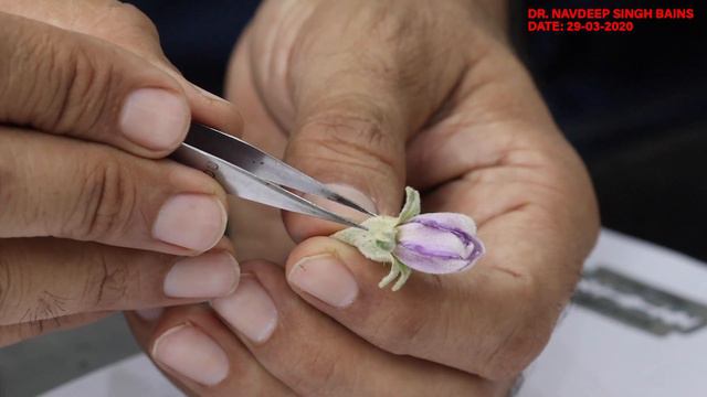 Botany Lecture || Taxonomy (Solanaceae Family) || Dr. Navdeep Singh Bains