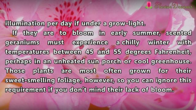 How to Care for Geraniums Indoors