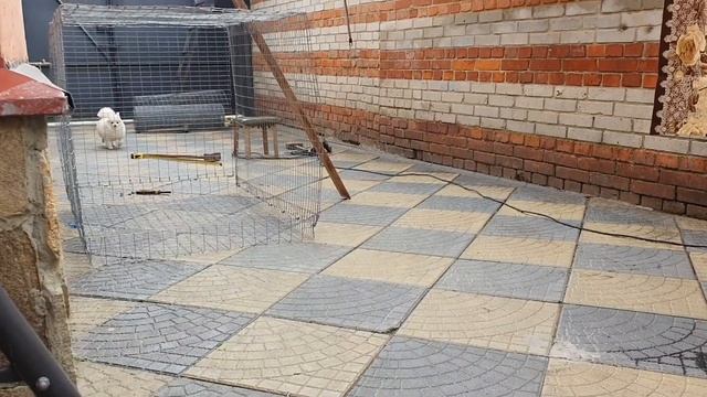 Стрижка собак до и после белый шпиц и сцикун йорчик)))