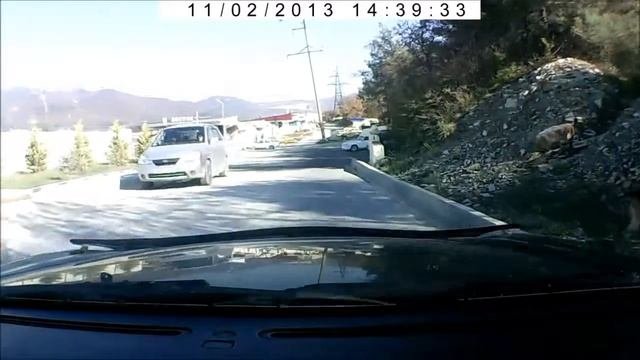 Вроде бы видео не о чём,но собачка выбежала из лесу на дорогу.mp4