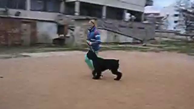 п-к Роман-Кош.п-к Роман-Кош.Подготовка к Киеву. Роман-Кош Брейк Файн Денс и отец Танго. м. Балаклав