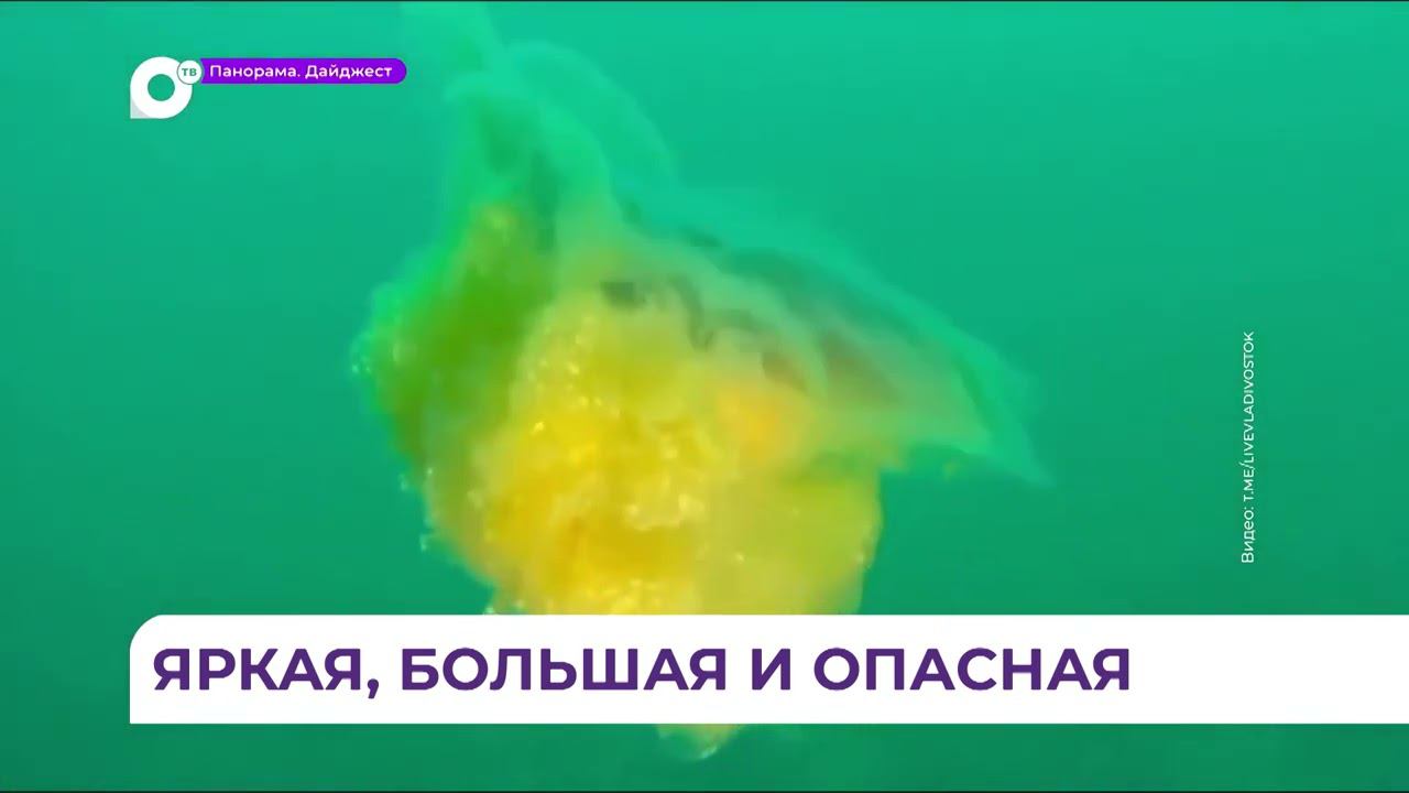 Гигантская медуза цианея попала в объектив приморского водолаза