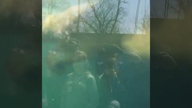 Купание белого медведя