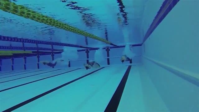Центр водных видов спорта «Звёздный» Бассейн Спортсмены