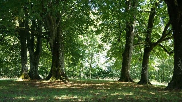 Звуки Природы для релакса и медитации