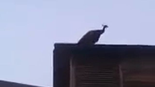 Павлин