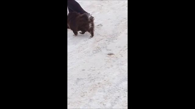 чпшка.mp4