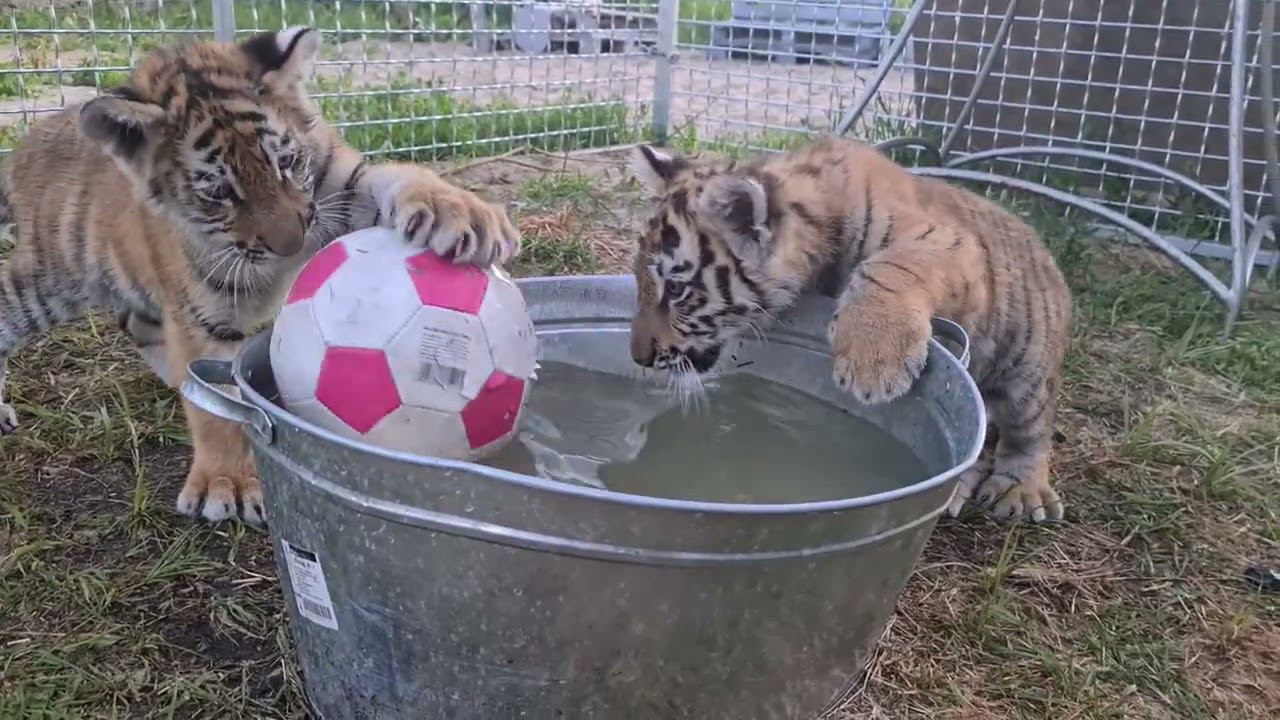 Тигрячье Бешенство/Cute tiger cubs fighting