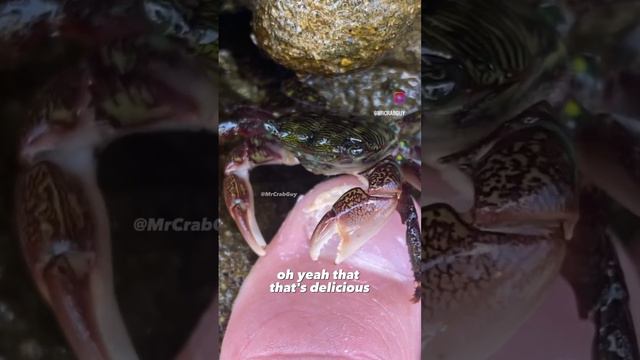 Краб 🦀