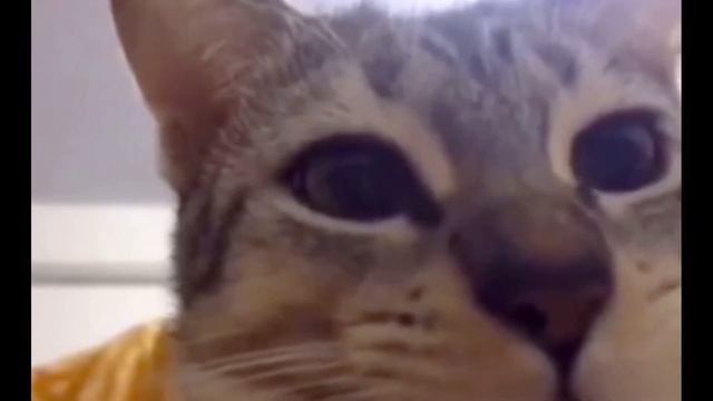 кот на протяжение 36 секунд чавкает и смотрит в камеру #shortsvideo #котики
