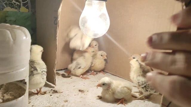 Кормушка и поилка для цыплят из пластиковой бутылки