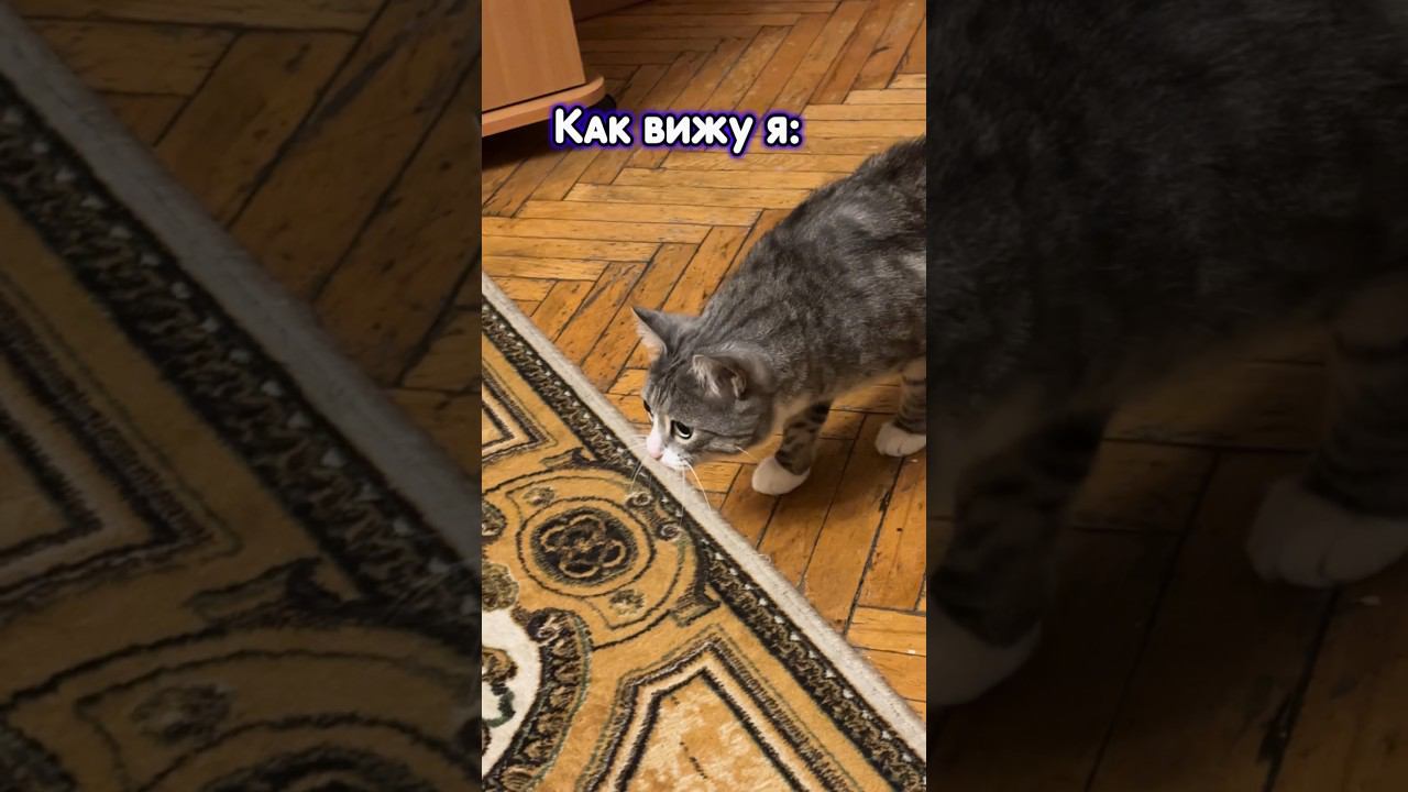 Как вижу я/как видит кот #cat #кот #котики #animal #юмор #а4 #котик #likee