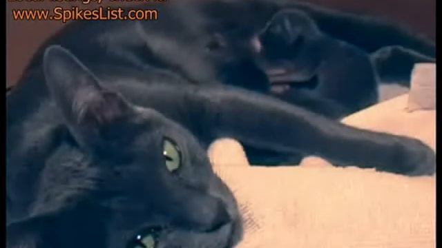 Kama and cute kittens   Korat cat