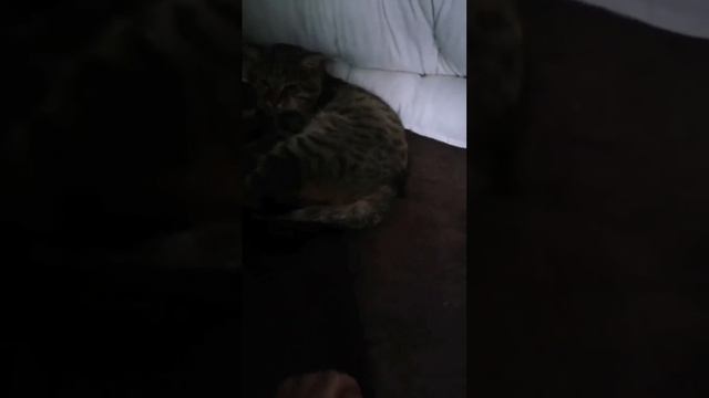 Забыты книги, сон прошел, когда за харчем кот пошел.