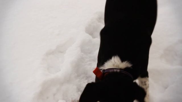 Border Collie beagle mix