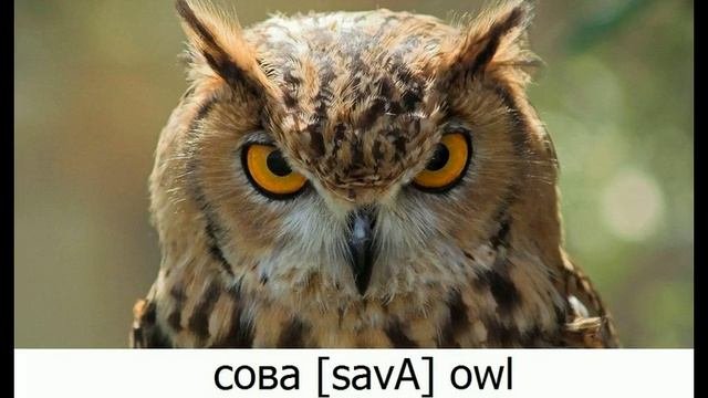 BIRDS & INSECTS in Russian. Птицы и насекомые по-русски