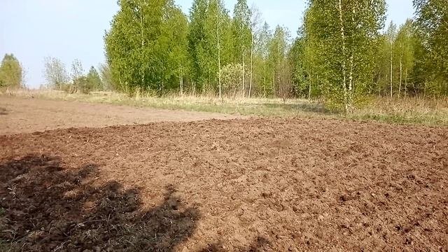 Сеем горох и пшеницу.
