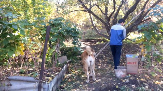 Азиатские волкодавы
