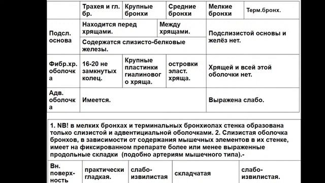 13:50 Дыхательная система