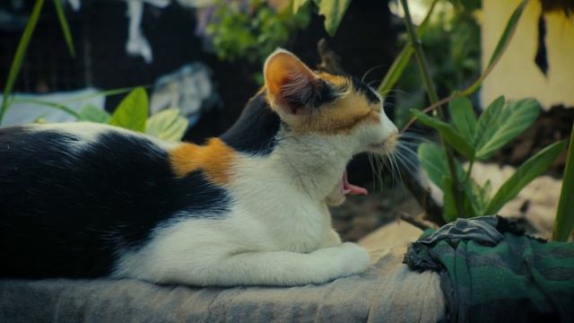 Cat videos no copyright video | Stock free video