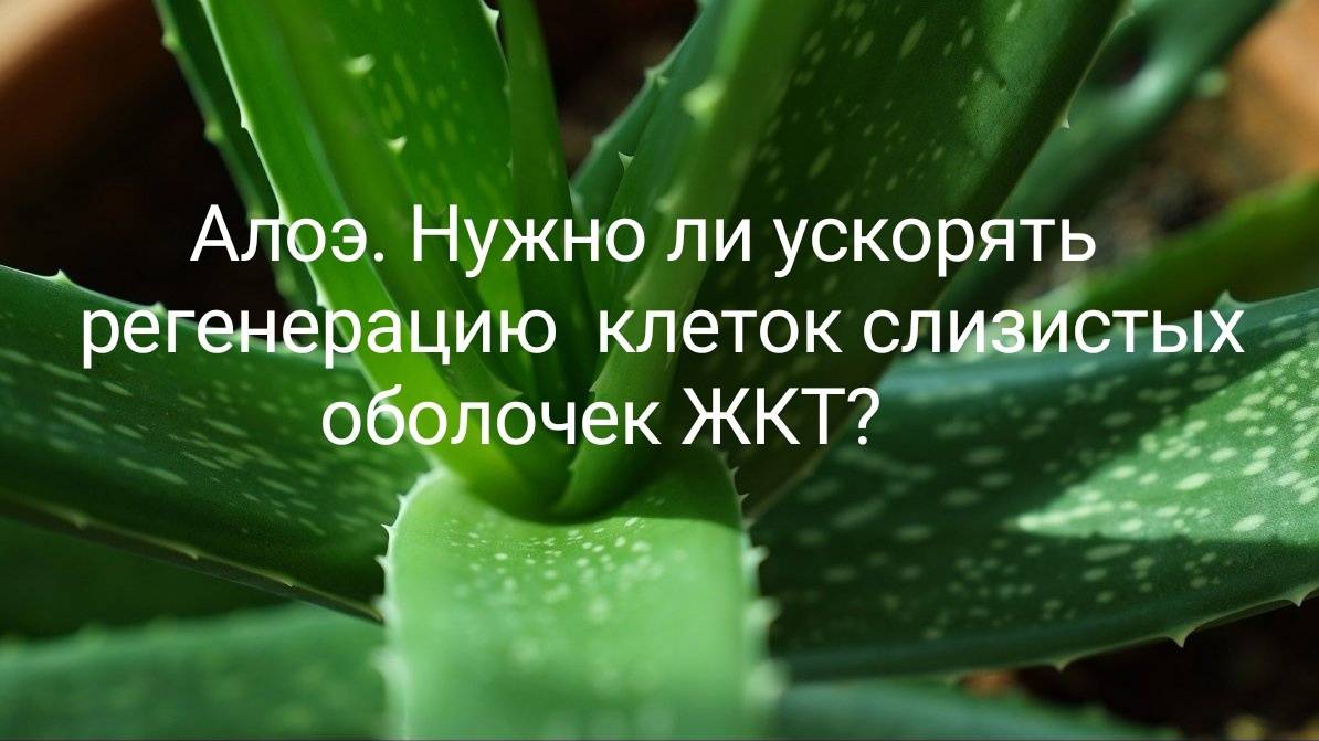 Алоэ. Нужно ли ускорять регенерацию клеток слизистой оболочки ЖКТ?