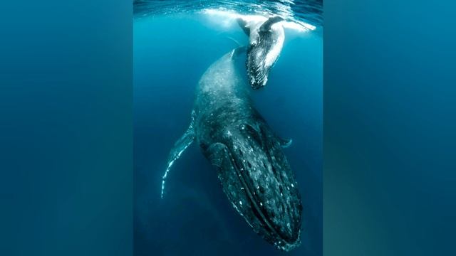 Синий кит - великан морских глубин. Степанова Н.Л