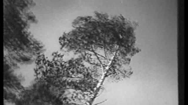 "В глубине нарымской тайги." 1953 год.