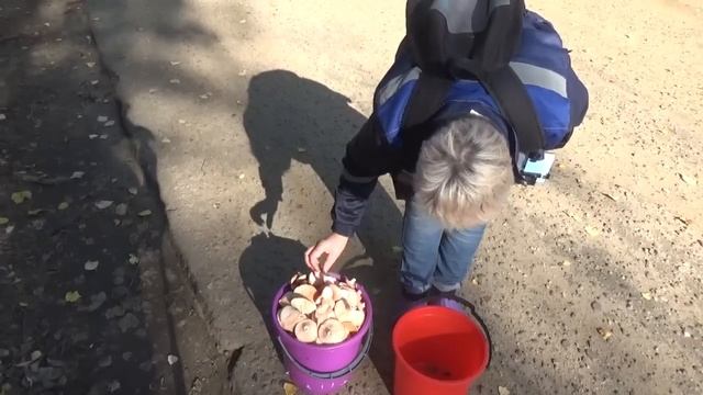 Тихая охота в сверх супер грибной год