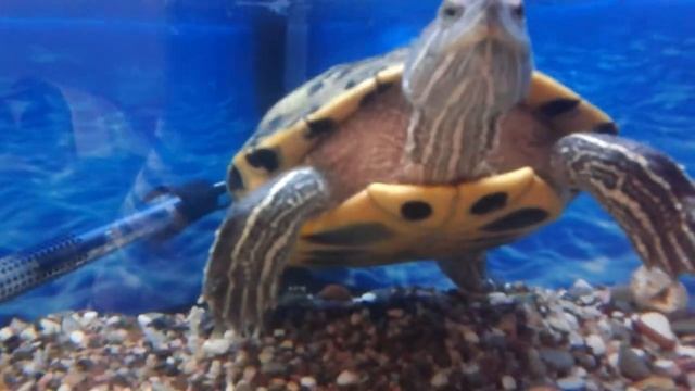 Анбоксинг нетбука. #настримил