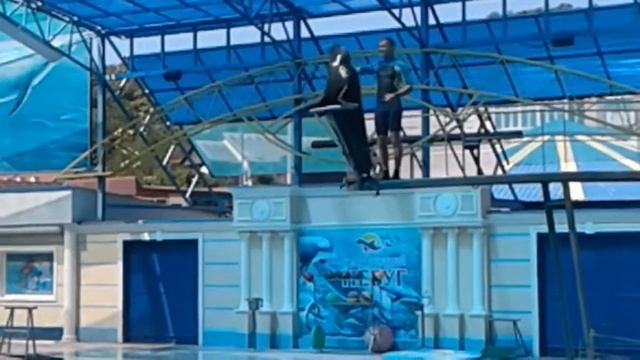 МЫ В ДЕЛЬФИНАРИИ; дельфины рисуют  :0 ; прыгают через кольцо))))