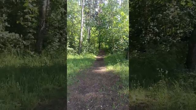 Челюскинский лес. Лучшее место для прогулок