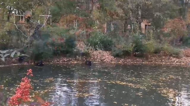 Black Swans