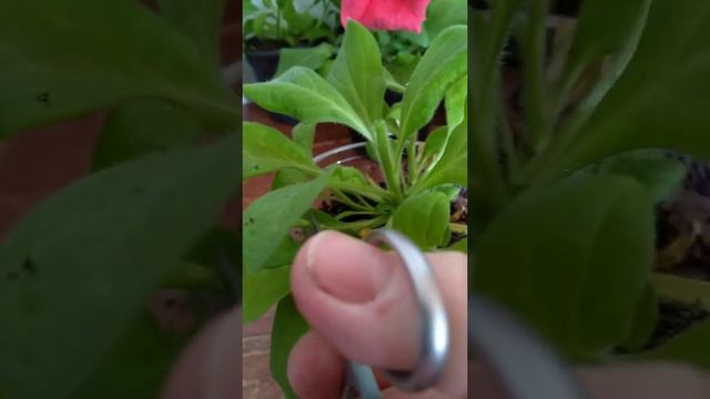 Мои любимицы гибридные петунии