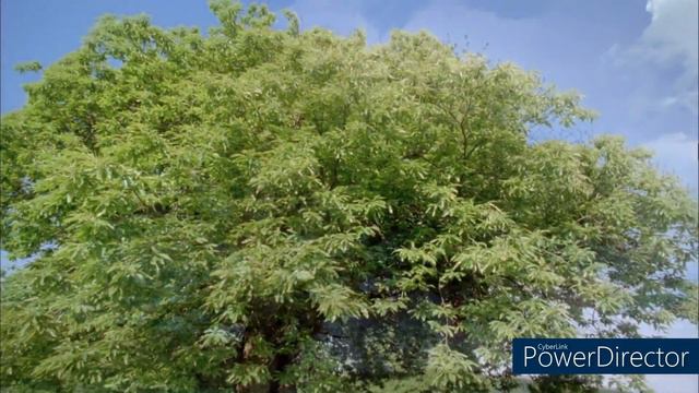Остання глава Біблії та "Вічність з білими квітами". Вірш