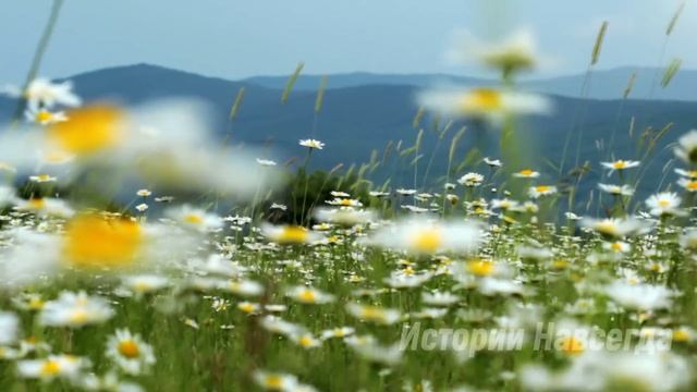 Услышав слова отца за дверью, Алиса не могла в это поверить…