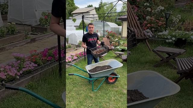 Выкапываем тюльпаны