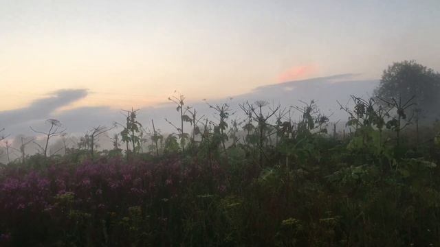 Борьба с борщевиком сосновского, обрезка соцветий мачете. #борщевик