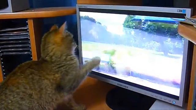 Кошка и монитор
